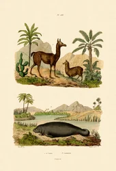 Lama, 1833-39